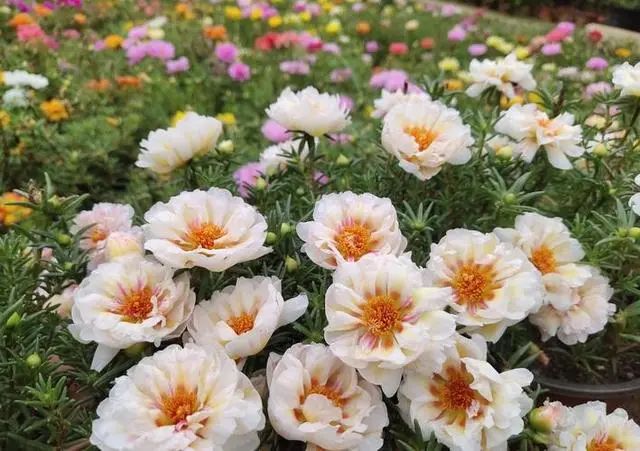 5种便宜花，一年能开200天，好养又漂亮，都是“开花小机器”