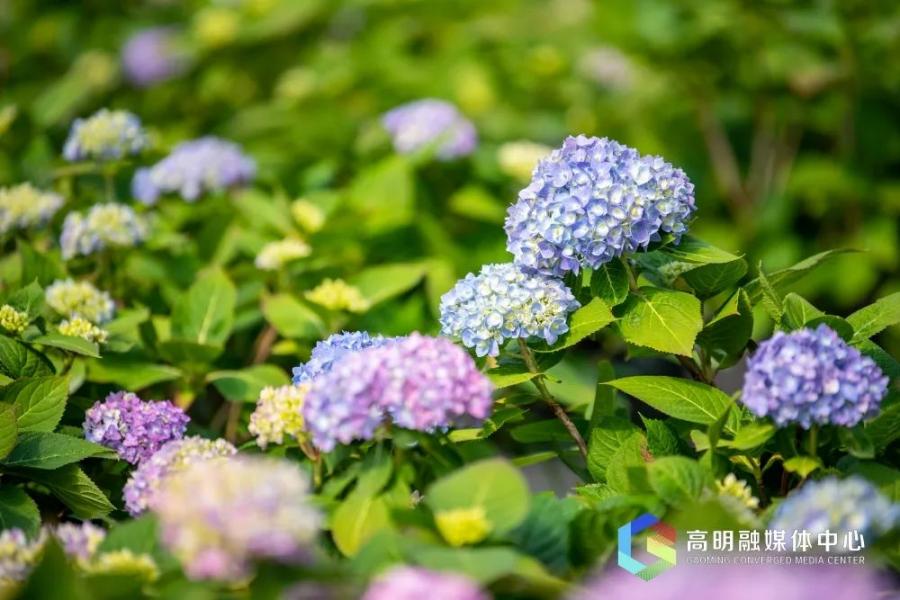 高明年花上市！可以去哪购买？周末赶紧安排！