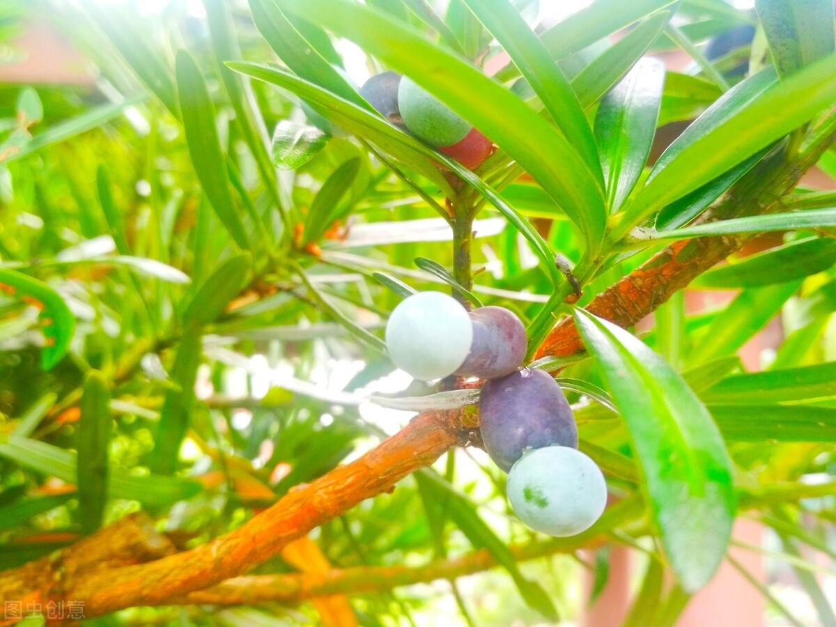 院子里种4种树，注意辨别“公母”，选错了只开花不结果