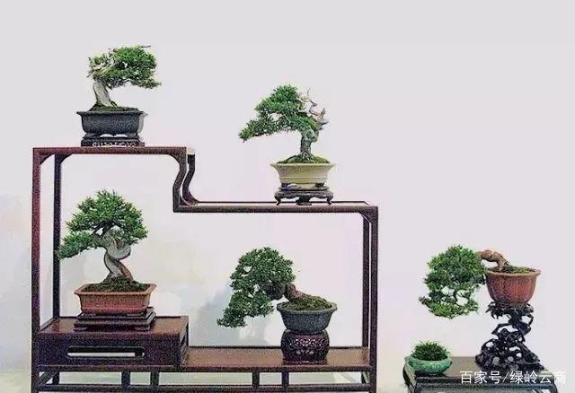 小盆景越来越受欢迎