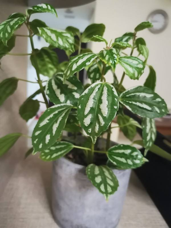 花叶冷水花耐阴又好养，在家养上一盆，清新又雅致