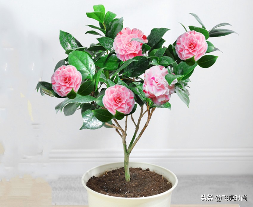 初春养茶花，记住三个事项和注意要点，不落蕾也不掉叶