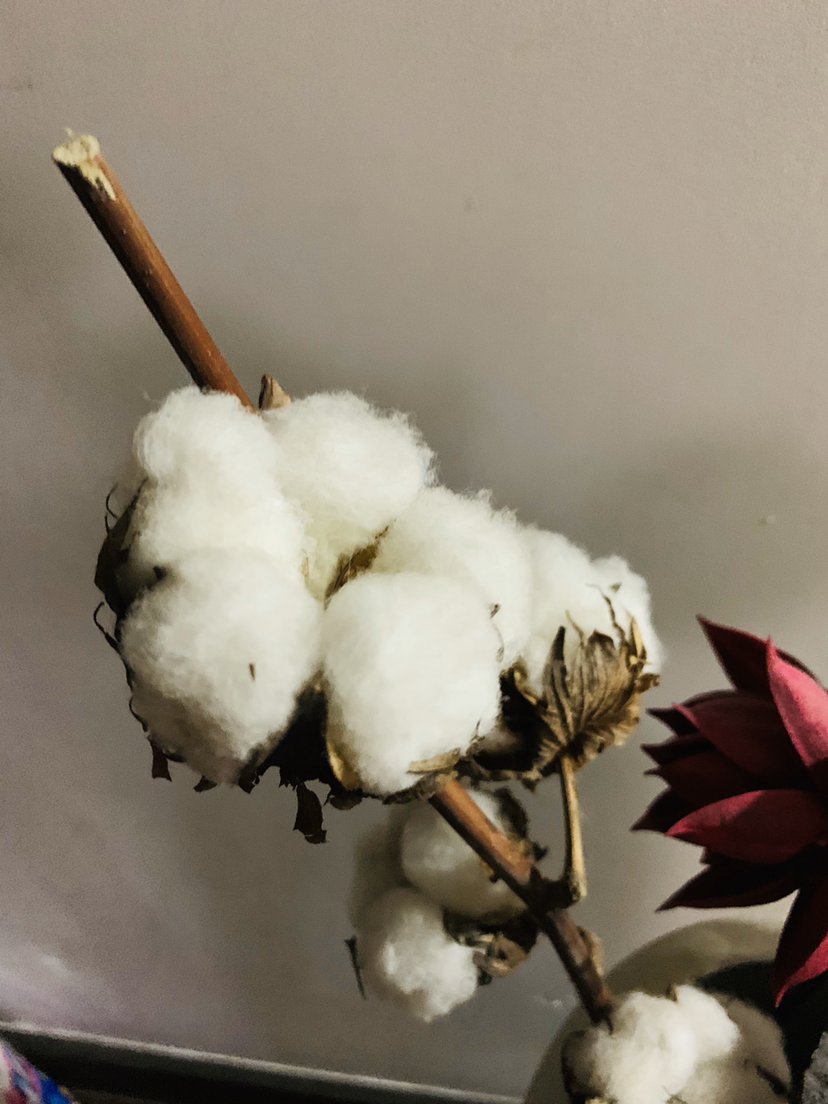 常见的御寒作物棉花，其实并不是花，而是种子纤维