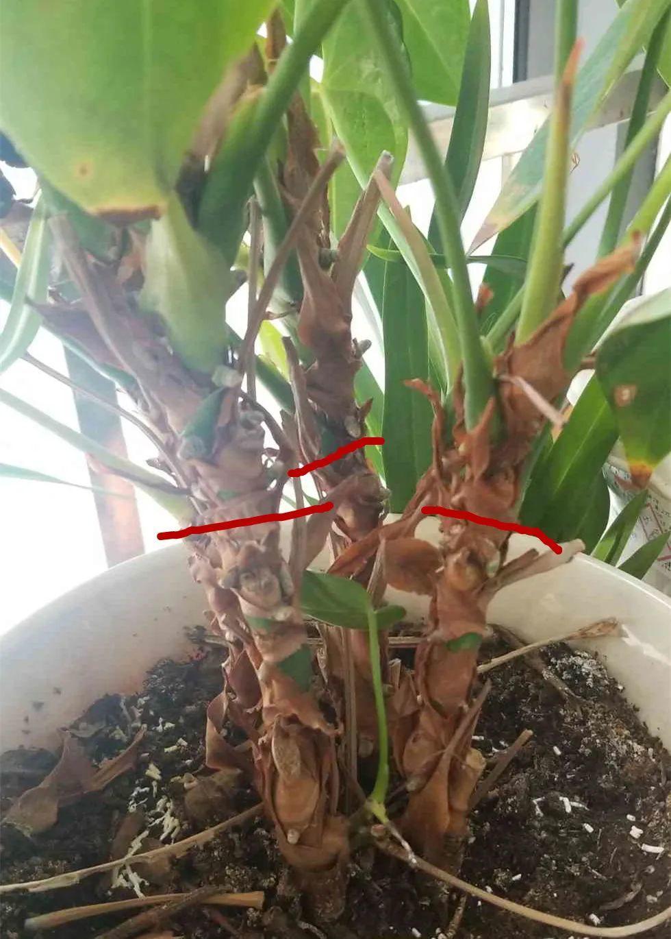 蝴蝶兰开花不是一次性，花后剪一剪，还能继续开花