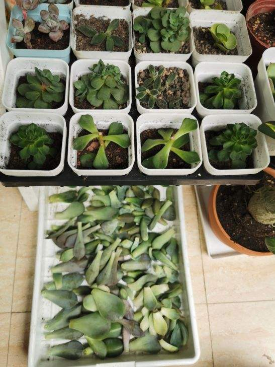 越养越值钱的花，养好了能卖钱，赚大了