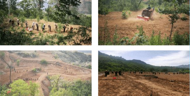 【旅发进行时】全力推进沿线绿化，奋力描绘绿美涉县