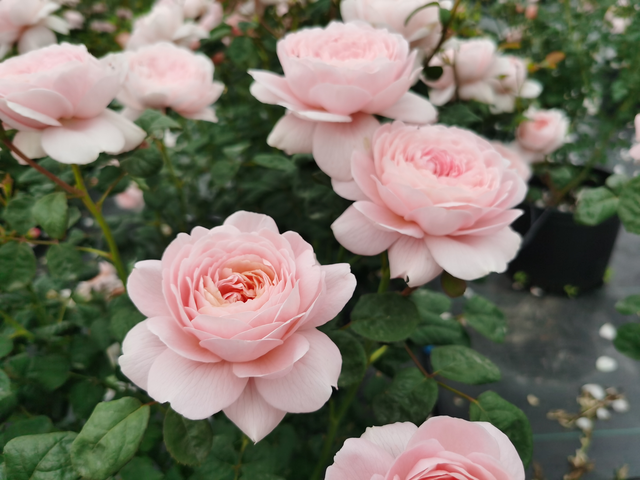 月季花界的“女神”—瑞典女王，又美又仙，四季花开，值得拥有