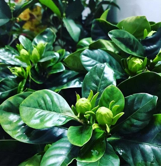 4种“富贵花”，最怕换盆，换了花苞掉光光，一年没花看