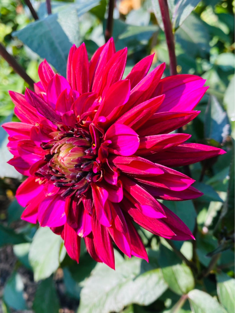 向往有个小院子，一年四季种种花，过“繁花似锦”的日子
