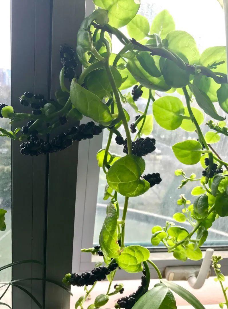 明年不种花了，弄个筐子种点菜，能省不少钱
