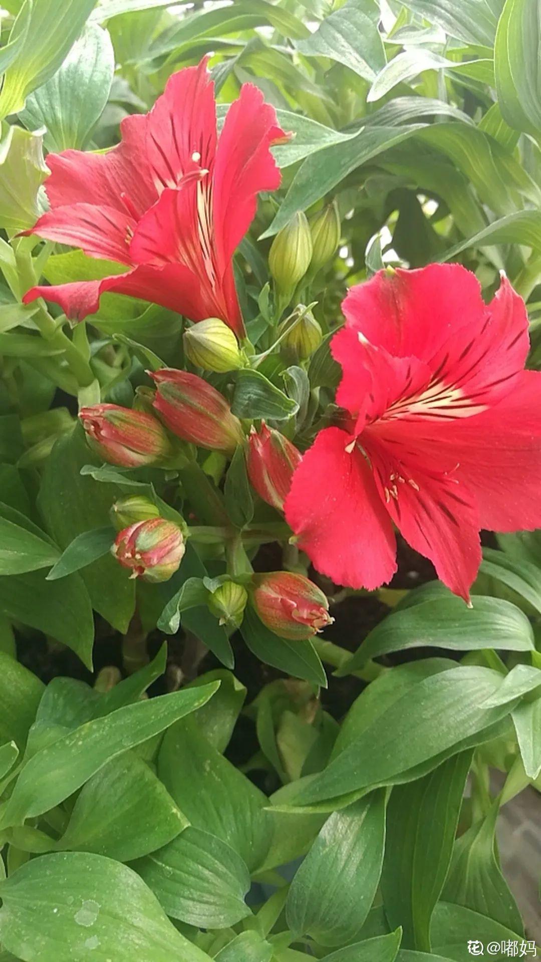 六出花耐旱好养，猛地一看像百合，花纹别致多彩
