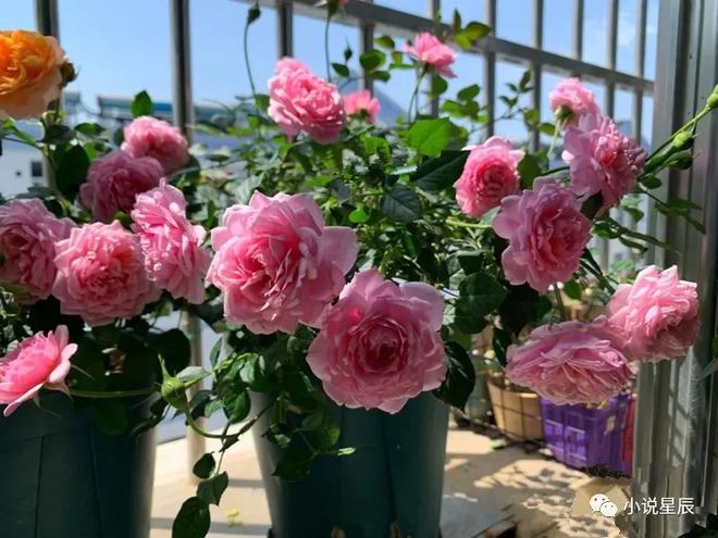 世界名花“铃之妖精”，花朵又美又香，阳台养一株，四季有花看
