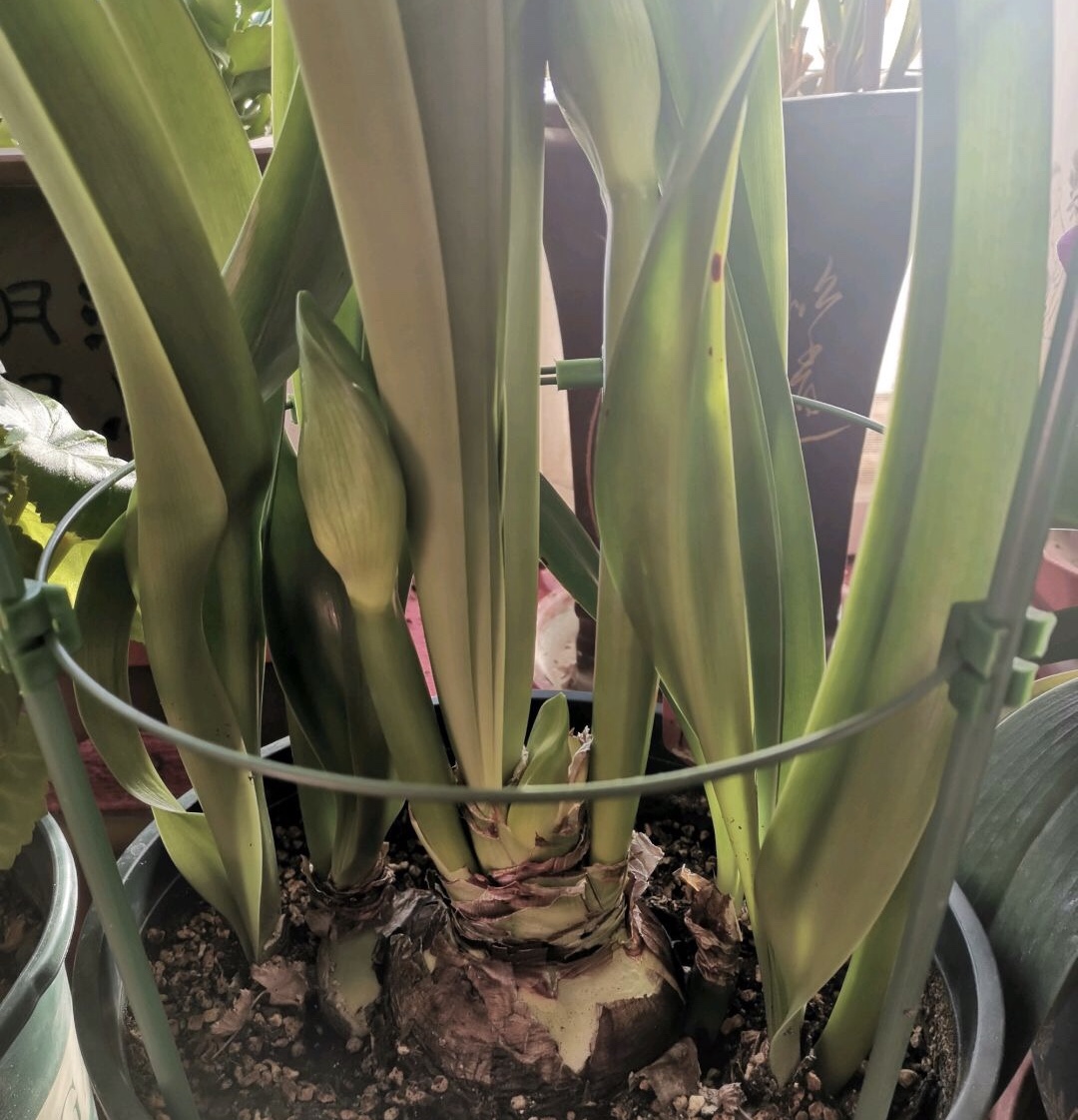 养了3年的朱顶红“阿弗蕾”，一次长出5根花箭，花朵雪白