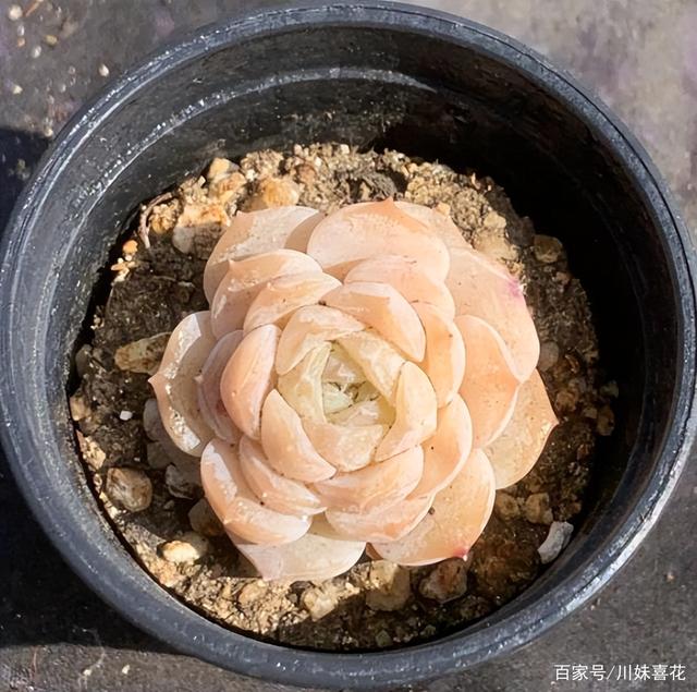 多肉姐妹纯爱和恩宠，好养好看长势旺，前者长出糖心暗纹更漂亮