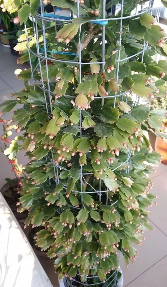 还在换盆、修剪、施肥？这些花别乱动，不然落花落蕾，难过冬天