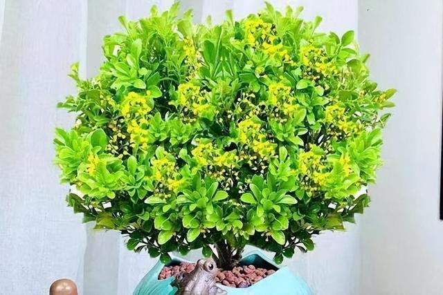 养盆米兰花，开完一茬又一茬，花瓣金黄色，四季都能开花