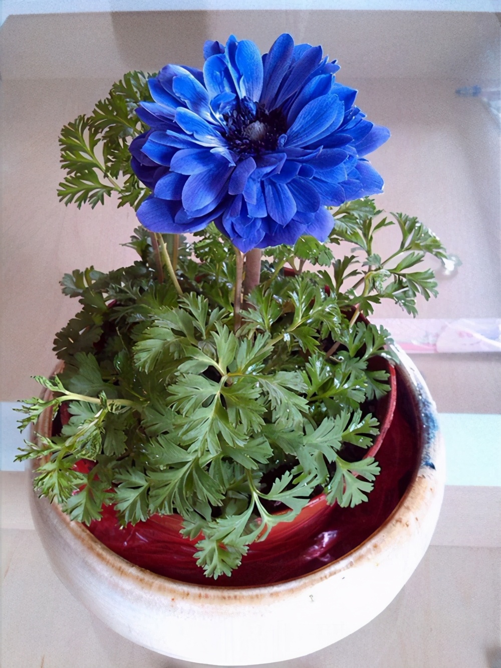 5种适合早春入手养殖的花卉，分享给大家，一起看一看