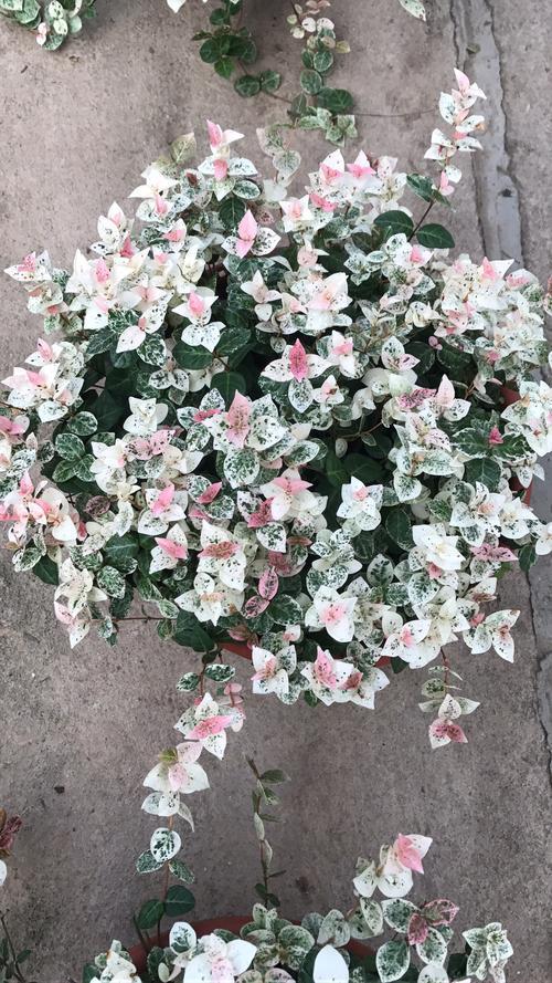 要叶还是要花，它全都满足你，绿叶变红花就是花叶络石