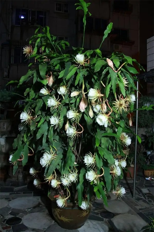 昙花不开花？注意这3点，让昙花花苞呼呼地冒，成就真的月下美人