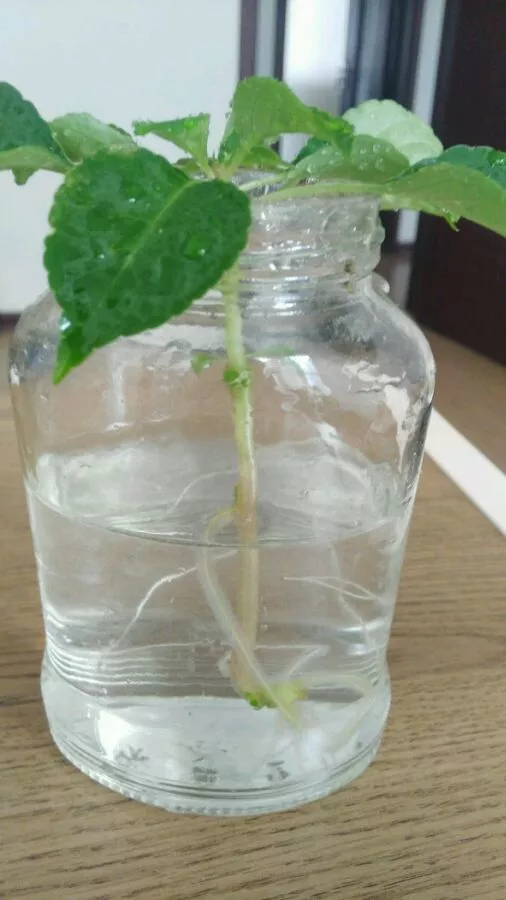 塑料瓶里装点水，能插活10种花，生根不用愁，养花省钱
