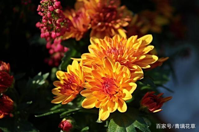 不必苛求养名花，这8种小花草，一样可以开得很美