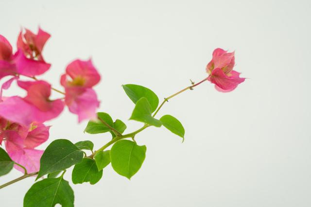 三角梅花苞干枯脱落是什么原因