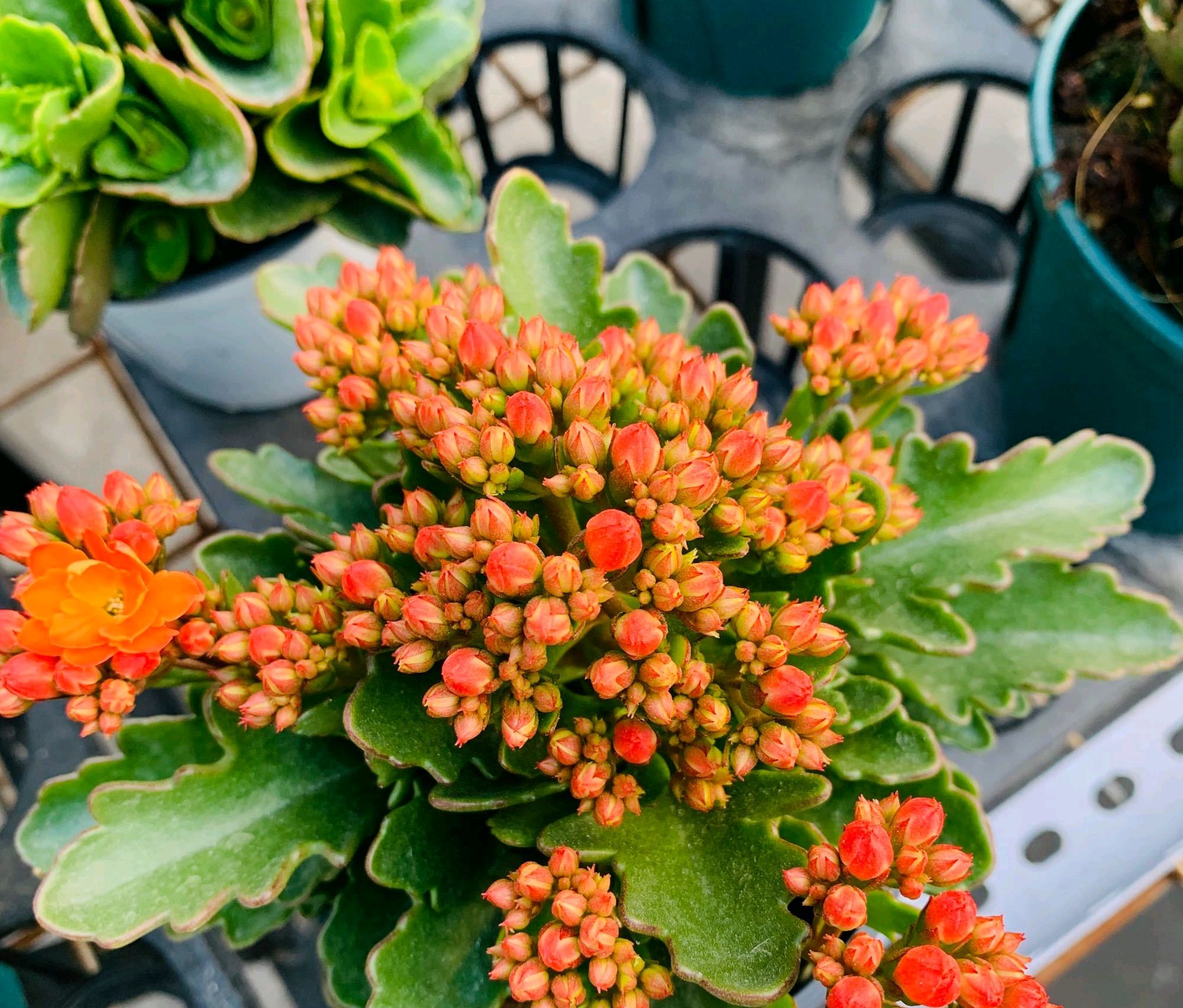 养三年的长寿花没开过花，多剪多晒勤给肥，促枝控旺会来花