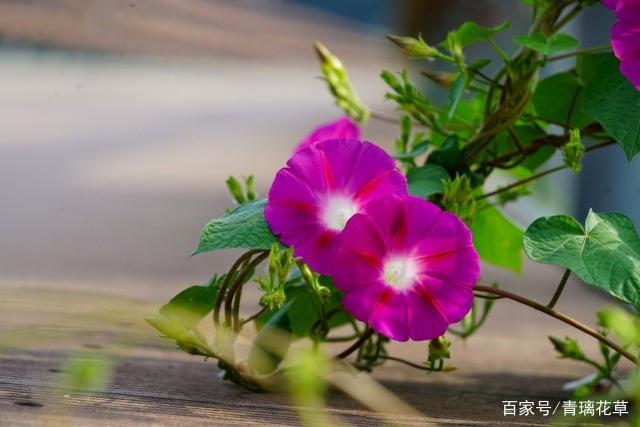 不必苛求养名花，这8种小花草，一样可以开得很美
