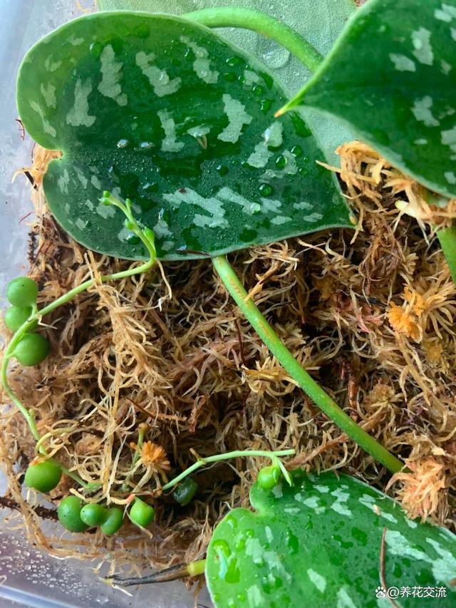 水苔养花的5大作用，可以大大提高养花技巧，赶紧学起来