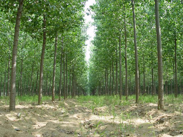 “十三五”以来,我市营造防风固沙林10万余亩 “十三五”以来,我市营造防风固沙林10万余亩