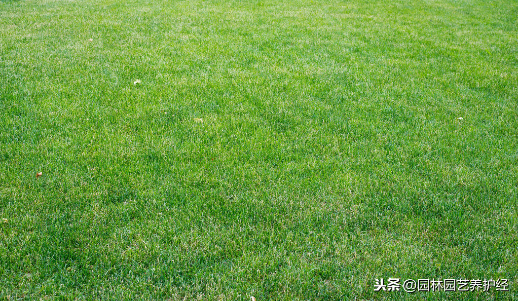 草坪苔藓的危害与防治