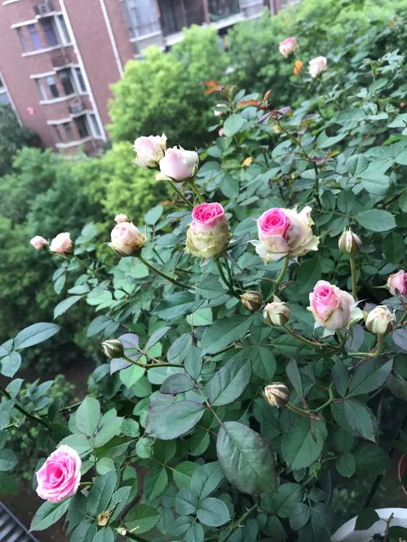淘米水浇花虽好，方法没用对，浇啥死啥