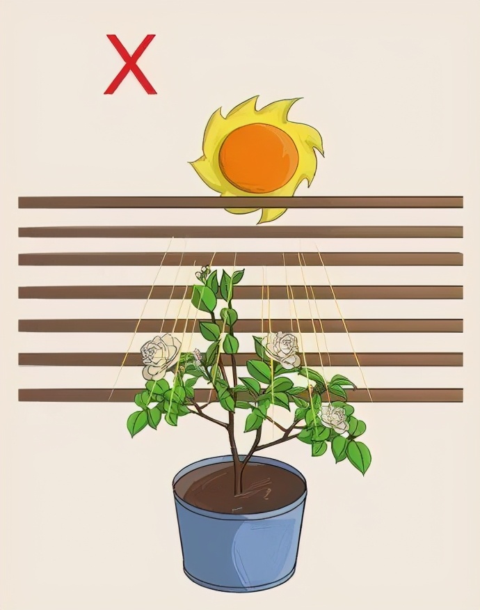 山茶花根系十分脆弱，移栽时一定要注意对植株根系的保护