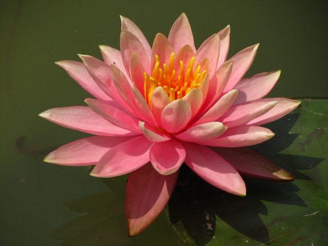 5种花，在花市看到，再便宜，也不要去买，真的不是“捡漏”