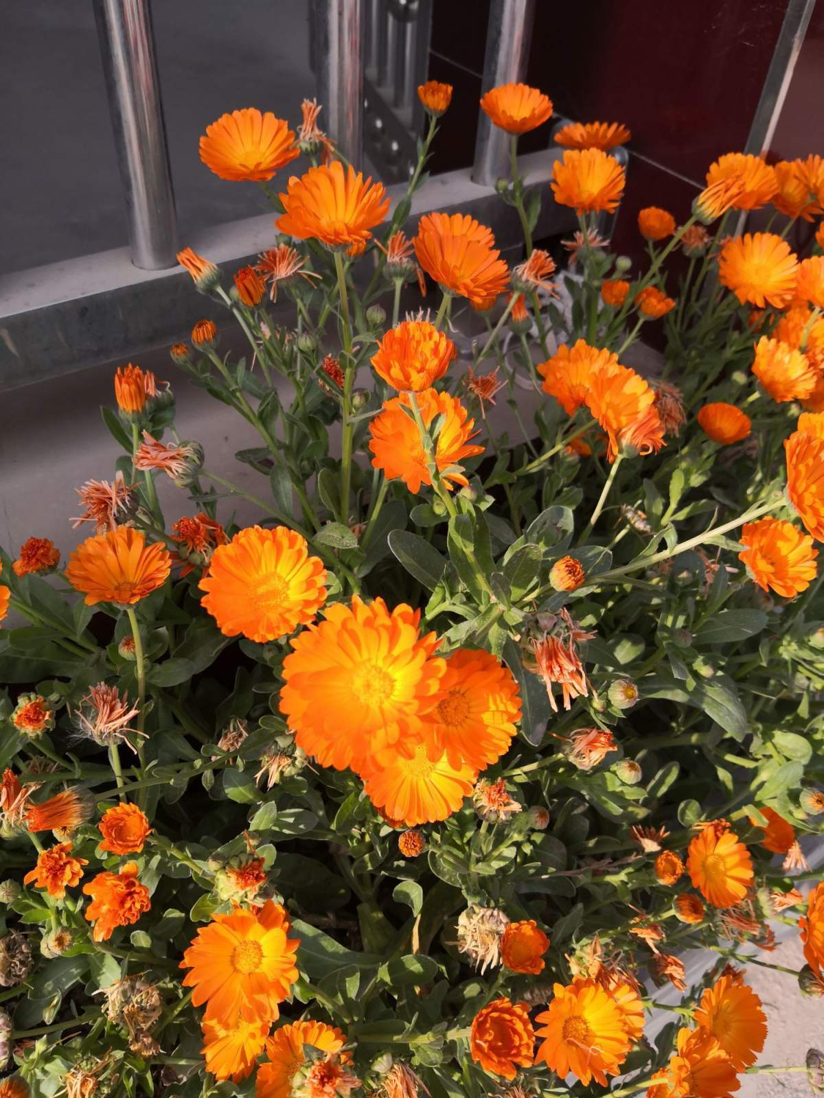 学会金盏花的养护技巧,在家也能轻松种植,太好看了 学会金盏花的养护技巧,在家也能轻松种植,太好看了