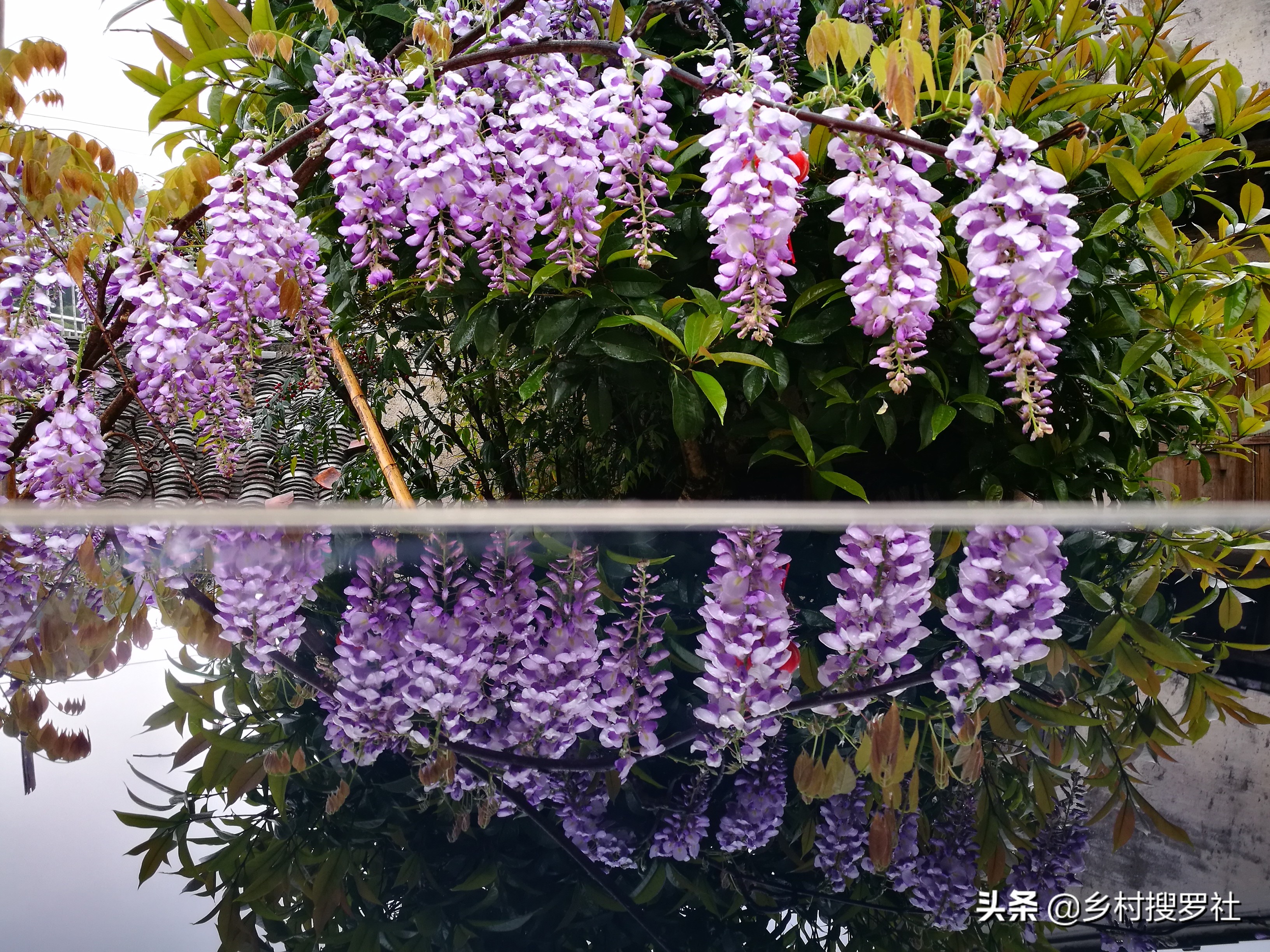 紫藤下山桩怎么种？学会简单8步种植流程，没有种不活的