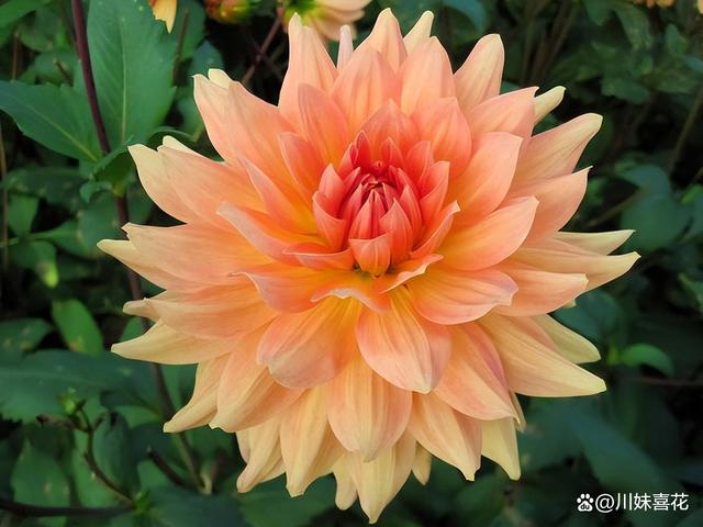 分享5种高颜值花，每一种都雍容华贵，多季节有花赏