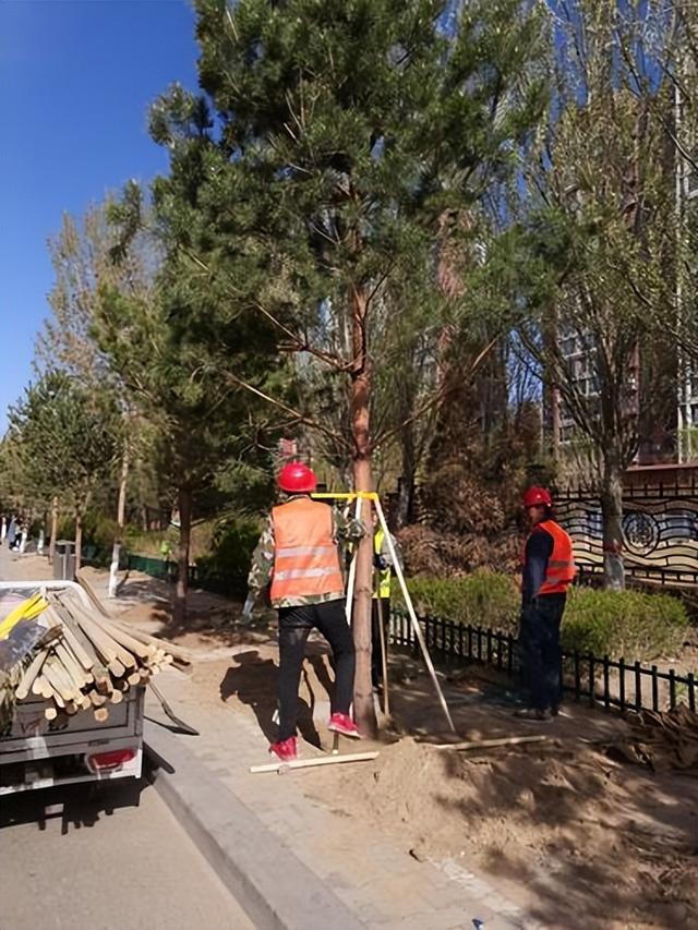 包头这里开启50多条道路6个公园广场树木新植、补植