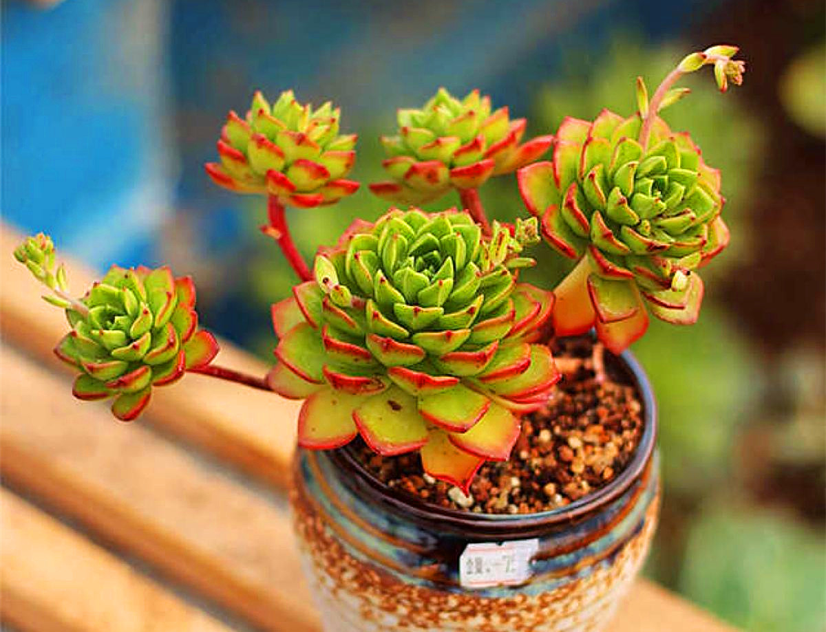这5款多肉植物适合新手种，扔土里就能活，一年长一大群