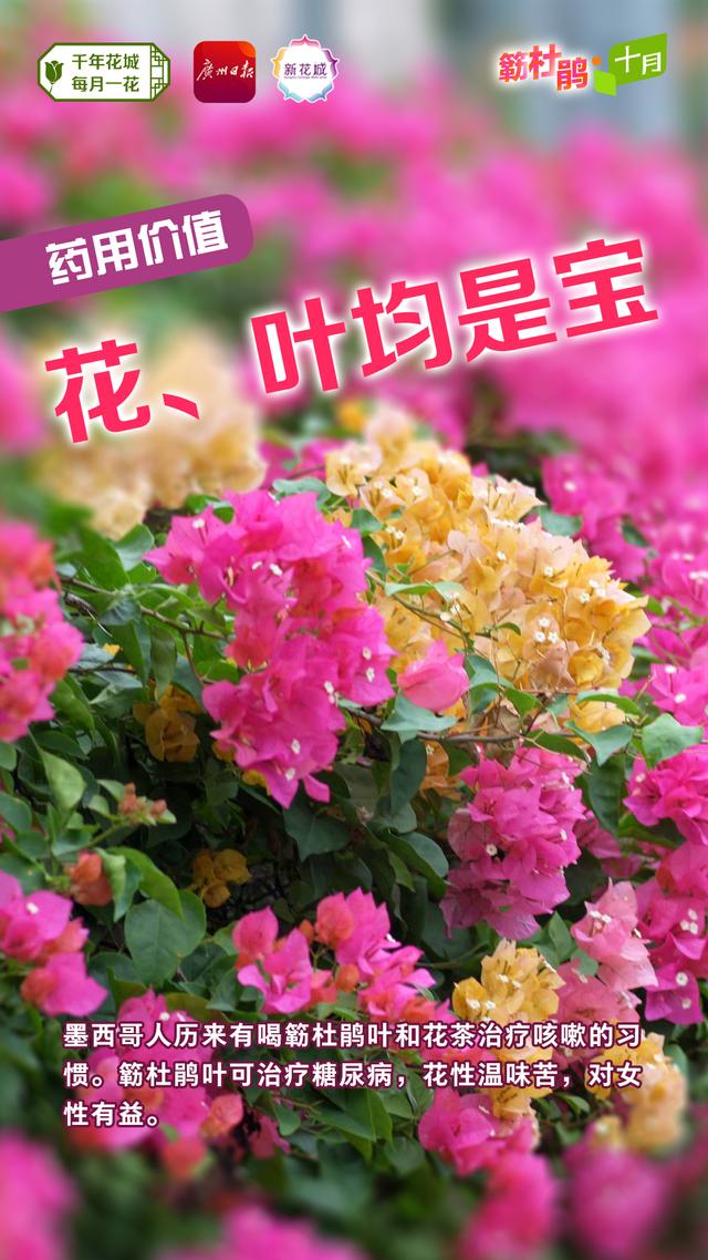 簕杜鹃，与广州“双向奔赴”的“绿化明星”