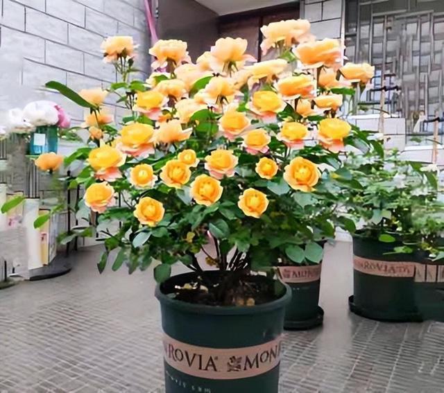 俗话说“养花用小盆，根壮花满盆”，10种花，用小盆，更好养