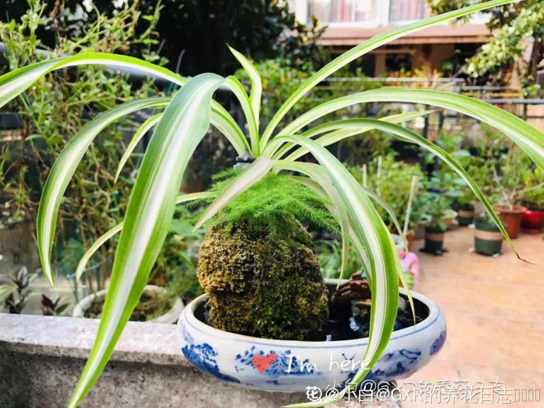 只要敢想，破瓦片也能做成景观，自己DIY比买的还漂亮