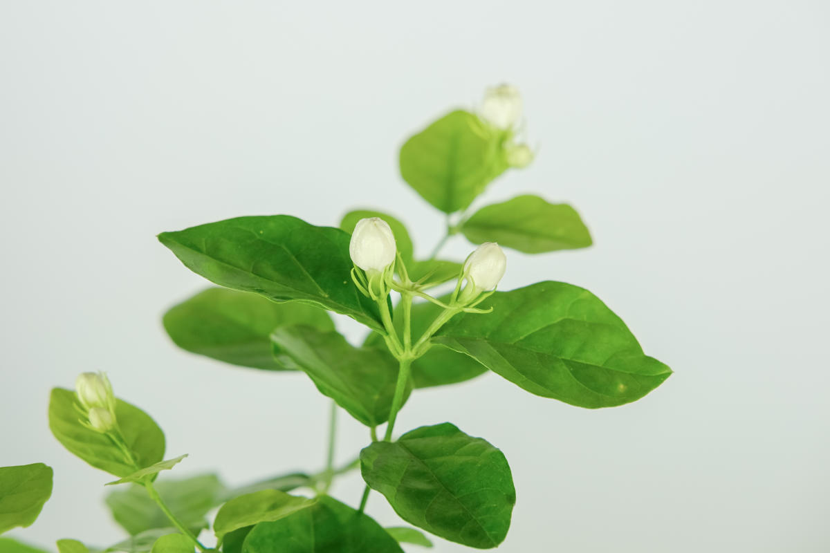 1盆香香花，屋里空气特好闻，心情也好