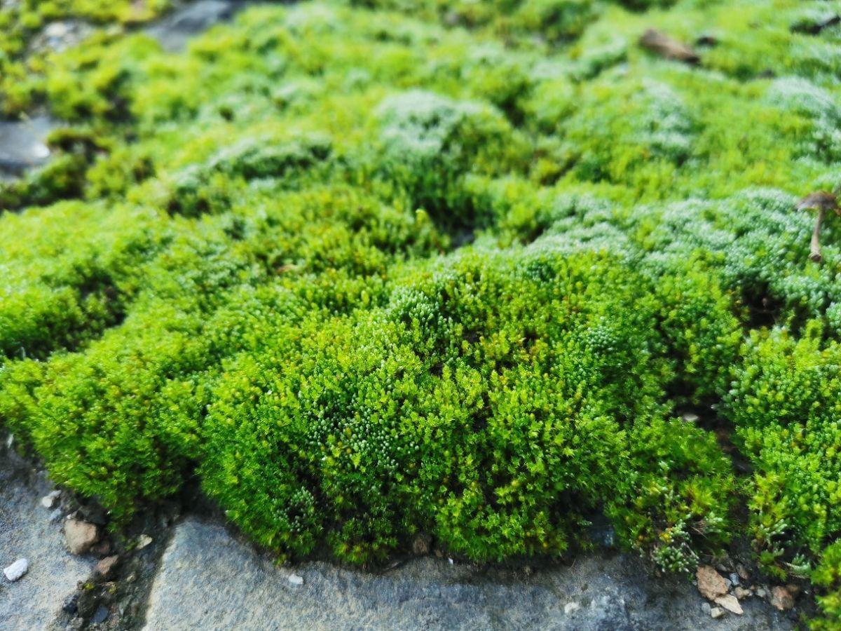 苔癣绿植不起眼，养上一盆，邻居看了都眼馋