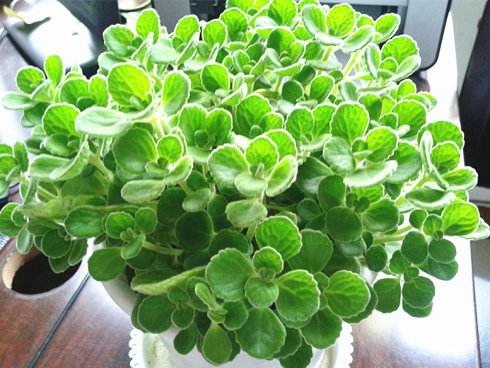 这“3种”植物，不仅除菌，还能净化空气，家里养1盆，身体更健康