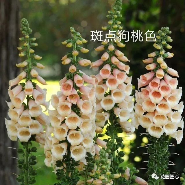 舞起千姿体态轻——大花飞燕草轻盈绽放
