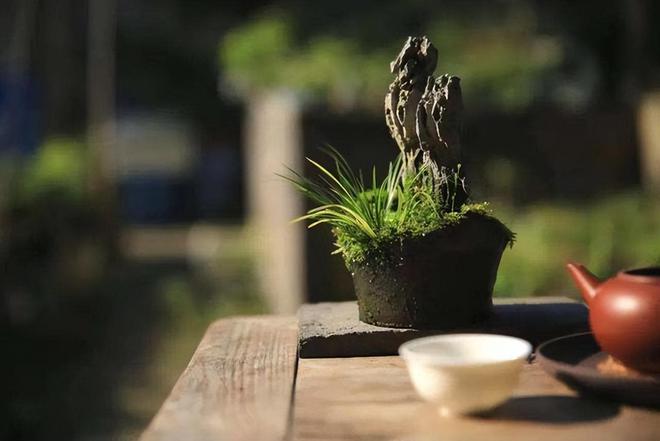 养花的5个“误区”，很多人都不自知，难怪养不出好的状态来