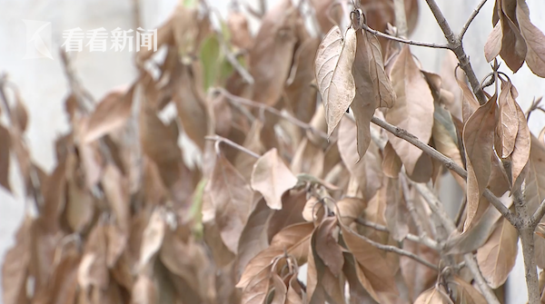 视频|桥下绿化刚种两月就“团灭” 市民:很煞风景! 视频|桥下绿化刚种两月就“团灭” 市民:很煞风景!