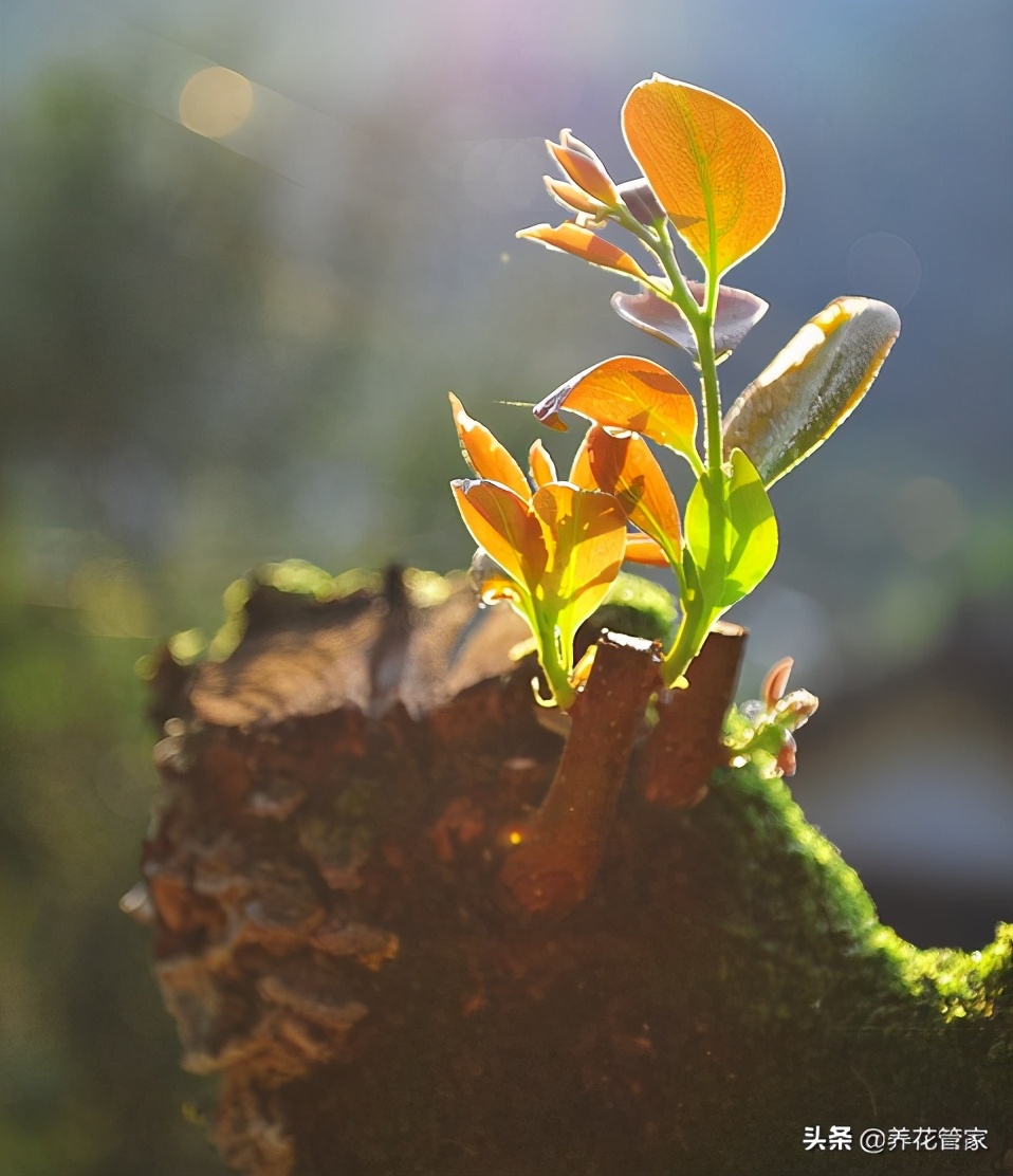 树桩上的生命，大自然的奇迹，真美