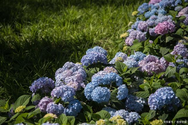 花园三宝“幸福感”排名,月季跌出第一名,花友:榜首实至名归 花园三宝“幸福感”排名,月季跌出第一名,花友:榜首实至名归